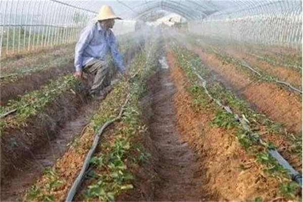 頭三水養出壯棵