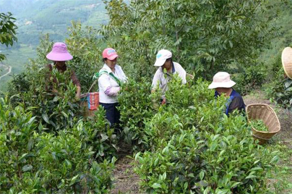 什么樣的茶園為低產茶園