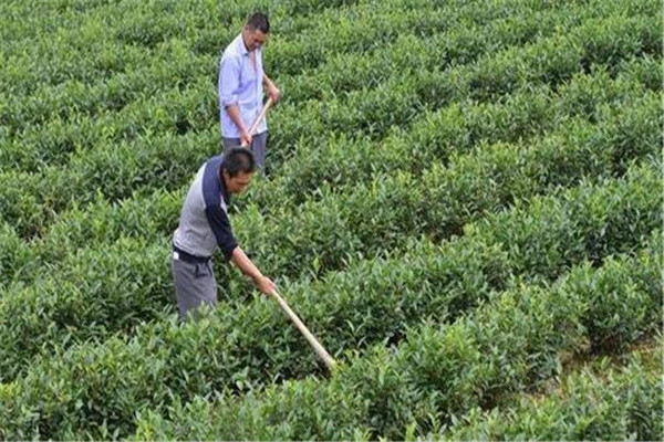 茶園淺耕的技術要領