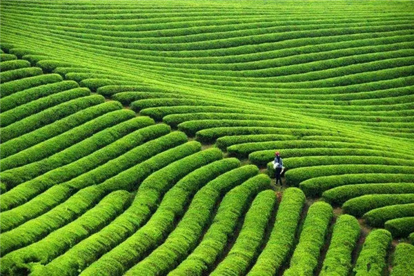 茶園的土壤土質要求