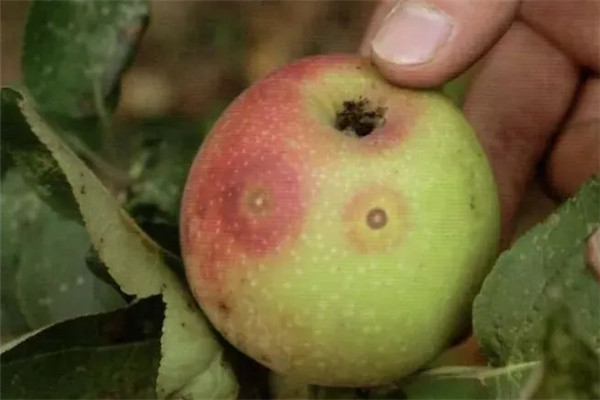 蘋果輪紋病的發生特點