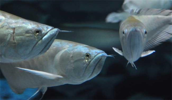 銀龍魚怎么養及喂養技巧