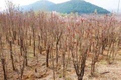 香椿一畝地種植多少棵 露天香椿樹怎么種植