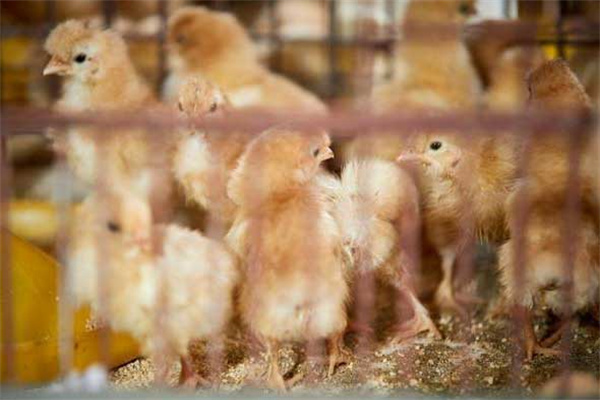 籠育雛雞的飼養管理