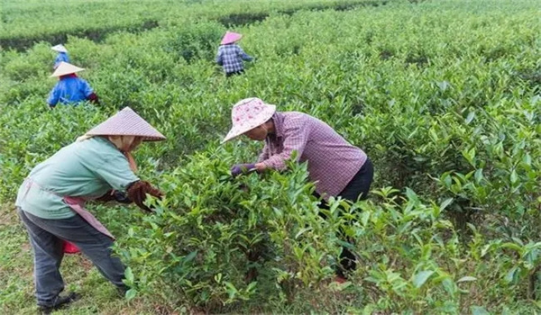 如何對采種茶園進行管理