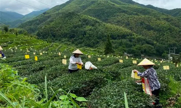 茶葉污染的主要來源