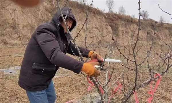 花椒樹整形修剪的目的