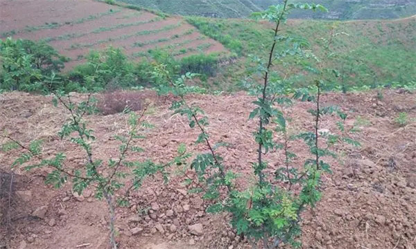 種植花椒主要抗旱栽培措施