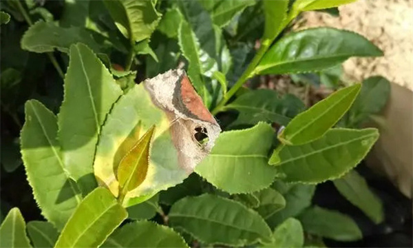 茶樹病蟲害農業防治