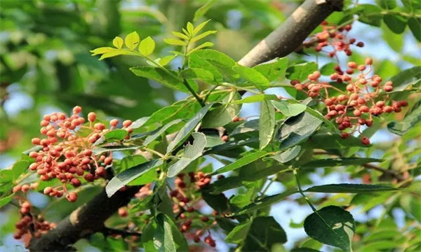 花椒樹的花果管理