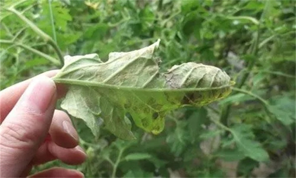 簡單生物防治劑防治蔬菜病蟲害