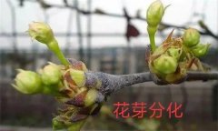 梨樹開花結果有什么特點？