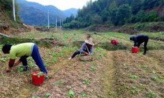 油菜移栽要注意哪些問題 移栽后為什么爛根死苗